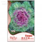 JMS Flower Seeds Garden Ornamental Plants Brassica Oleracea Seeds, Original Pack ,60 Seeds, Cold-Res