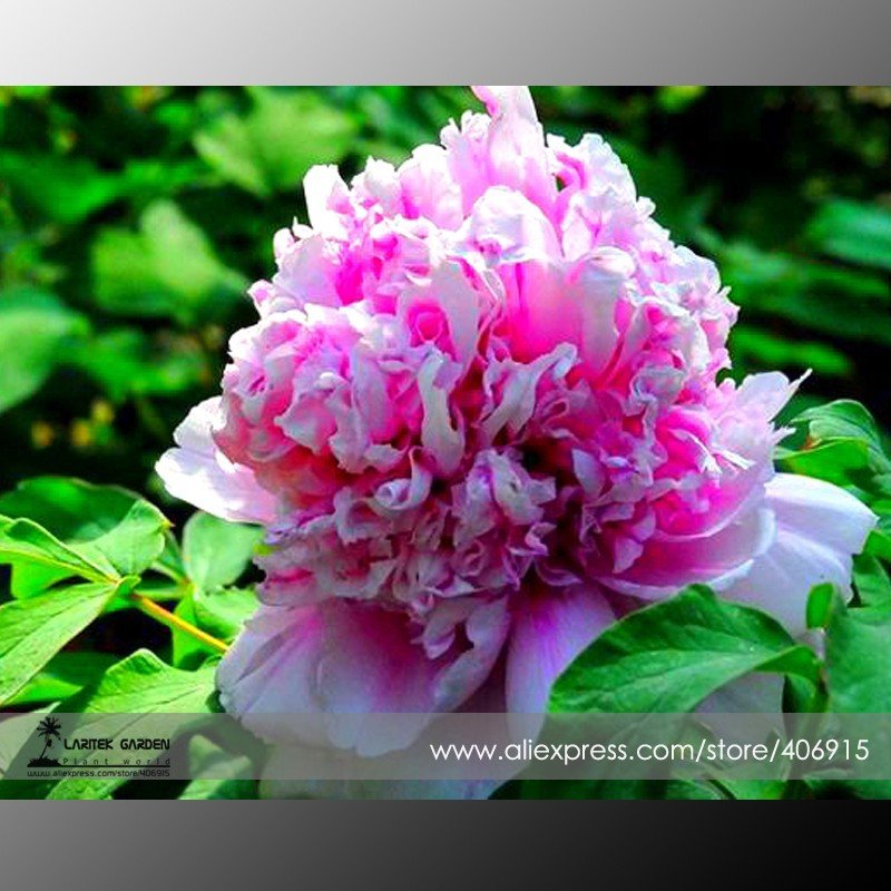 JMS Rare 'Purple Chief' Shiny Peony Shrub Flower Seeds, Professional Pack, 5 Seeds / Pack, Light Fra