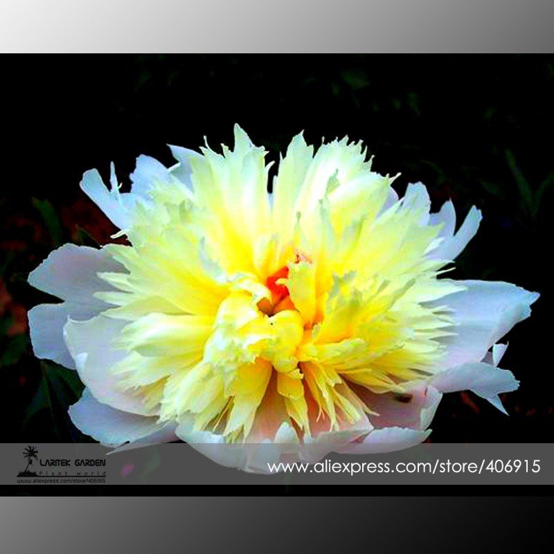 JMS Rare 'Spring Coming' White Yellow Peony Seedlings Flower Seeds, Professional Pack, 5 Seeds / Pac