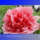 JMS Heirloom 'Shan Hutai' Rose Red Peony Tree Flower Seeds, Professional Pack, 5 Seeds / Pack, Peren