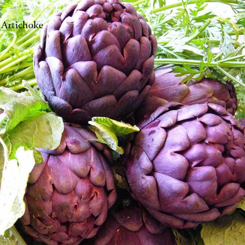 JMS Heirloom Purple Headed Artichoke Organic Vegetables, 4 Seeds, Edible Tasty Globe Artichoke E3834