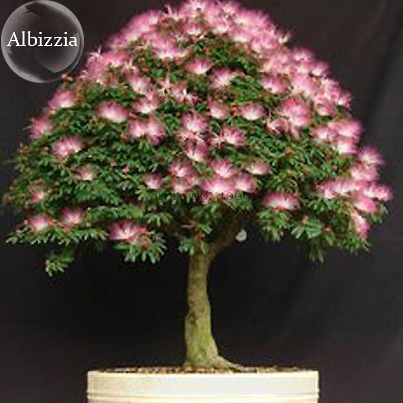 JMS Silk Floss Tree Albizzia Julibrissin Bonsai Nemu Tree, 10 Seeds, Ornamental Albizia Flower Mimos