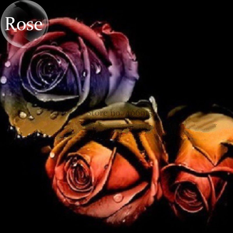 JMS Unique Chocolate Coffee Rose Flower, 50 Seeds, Rare Garden Rose E3811