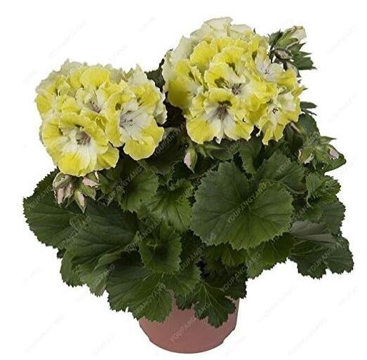 JMS Geranium Flower Seeds, Yellow-White Biclor