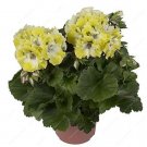 JMS Geranium Flower Seeds, Yellow-White Biclor