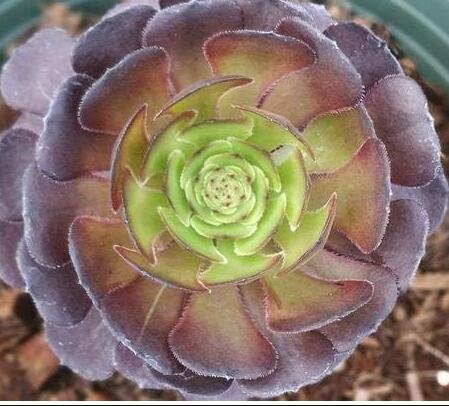 JMS Rare Aeonium Tabuliforme Succulent Plant Sementes Seeds