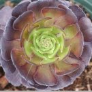 JMS Rare Aeonium Tabuliforme Succulent Plant Sementes Seeds