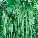 JMS 40 Inch Super Long Green Cowpea Organic Vegetables, 20 Seeds, Garden Plants  E3792