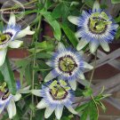 JMS Passiflora Caerulea Blue Passion Fruit Climbing Flowers, 20 Seeds, Ornamental Dazzling Big Bloom