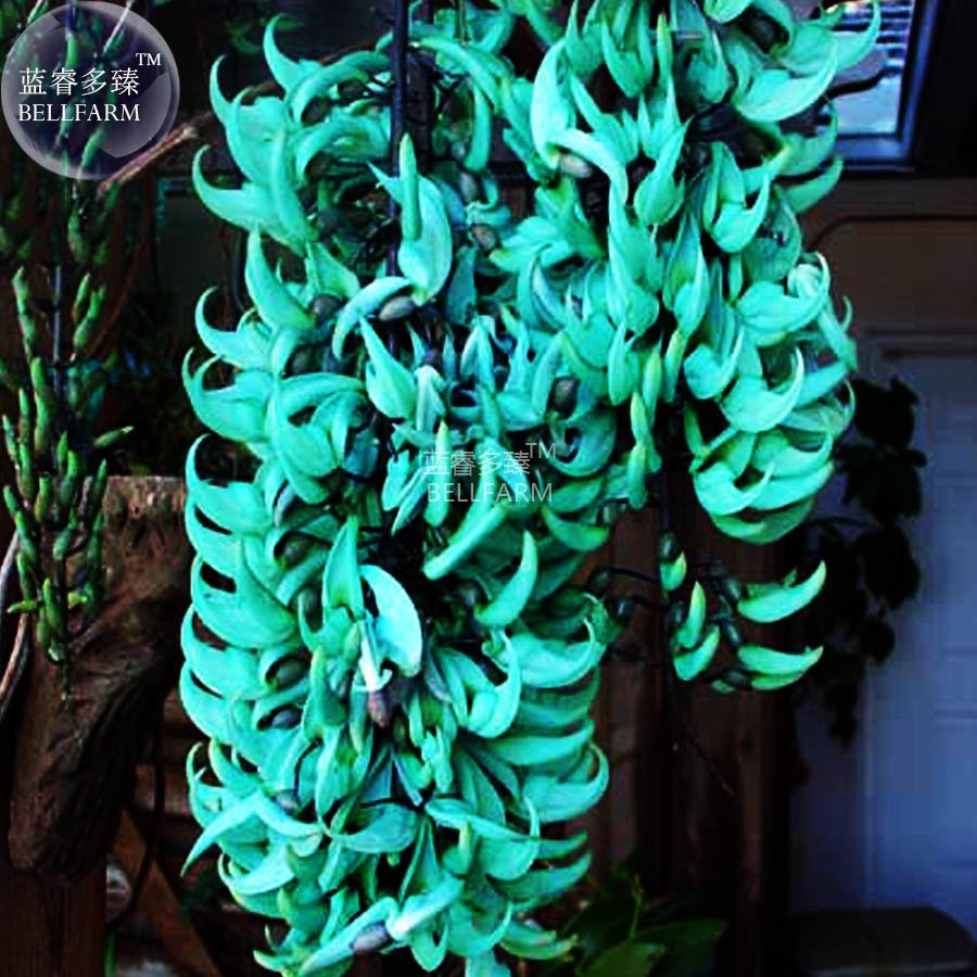 JMS  Rare Heirloom Mucuna Blue Red Black Jade Vine Bonsai, 5 Seeds Very Beautiful Perennial Flowers 