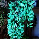 JMS  Rare Heirloom Mucuna Blue Red Black Jade Vine Bonsai, 5 Seeds Very Beautiful Perennial Flowers 