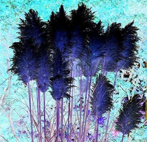 JMS 400Pcs Bulish Black Pampas Grass Seeds Garden Ornamental Plants