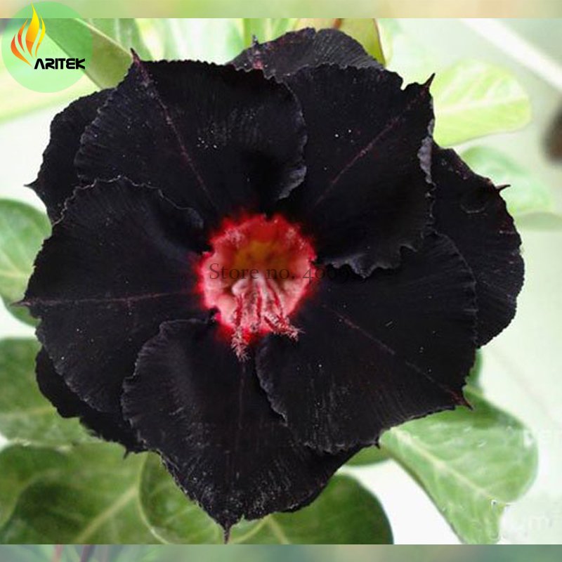 JMS Rare 'Black Eyes' Double Adenium Desert Rose Seeds, 2 Seeds, 2-Layer Black Petals With Red Eye E