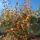 JMS Acacia Inaequilatera Camel Bush Ornamental Plants, 2 Seeds, Light Up Your Garden E3781