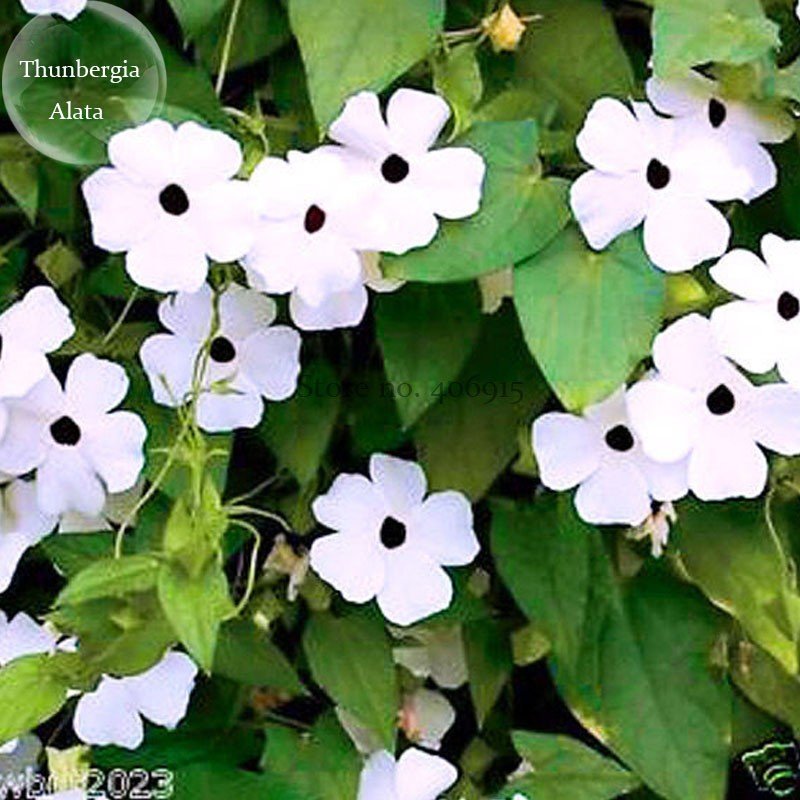 JMS Thunbergian White Morning Glory With Black Eyed Susan Flowers, 20 Seeds, Vine Climbing Flowers E