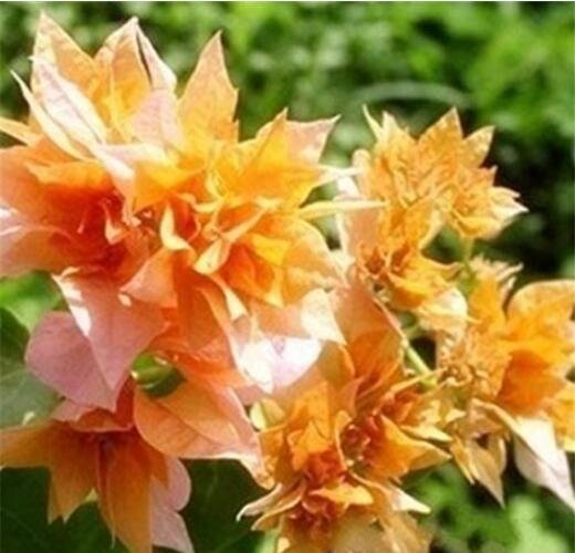 JMS 100Pcs Bougainvillea Seeds Orangish Golden Color