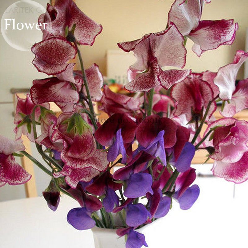 JMS Dark Red Purple Sweet Pea Spencer, 8 Seeds, Bonsai Lisa Marie Cut Flowers E3777