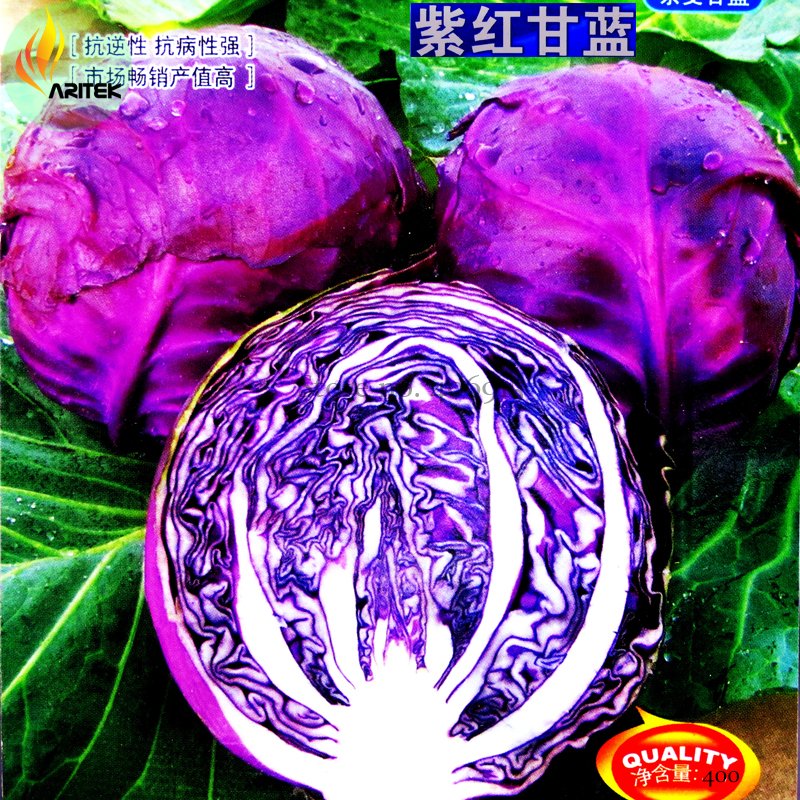 JMS Rare Heirloom Purple Cabbage Brassica Oleracea Hybrid Vegetables, 400 Seeds, Original Pack, Sala