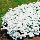 JMS Creeping Thyme Seeds White Rock Cress Flowers