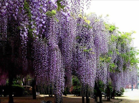 JMS 1 Professional Packs, 100 Seeds / Pack, Chinese Wisteria Purple Flowers Garden Plant Seed #E3499