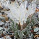 JMS Imported 'Snow Princess' Succulent With Transparent Flowers, 10 Seeds, Bonsai Interesting Plants