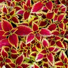 JMS  Heirloom Coleus Blumei Painted Ornamental Herbs, 20 Seeds, Mixed  Majestic Rainbow Leaves Herbs