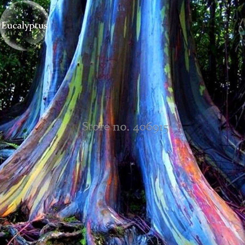 JMS Rainbow Eucalyptus Deglupta Tree, 5 Seeds, Multi-Hued Bark Colorful Tropical Bonsai E3883