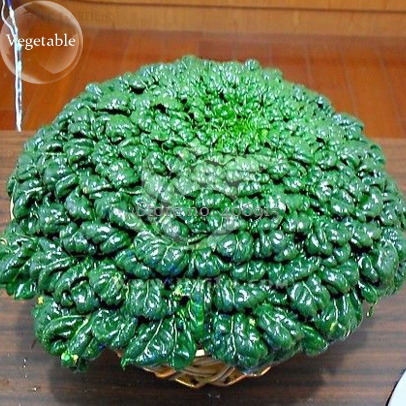 JMS Wuta-Tsai Organic Vegetables, 40 Seeds, Brassica Campestris Chinensis Green Vegetables Seed E387