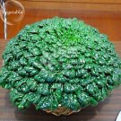 JMS Wuta-Tsai Organic Vegetables, 40 Seeds, Brassica Campestris Chinensis Green Vegetables Seed E387