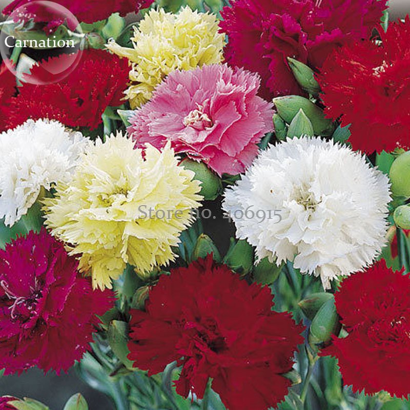 JMS Dianthus Caryophy Chabaud Mixed Carnation Seeds, 50 Seeds, The Most Popular Flowers Of All Time 