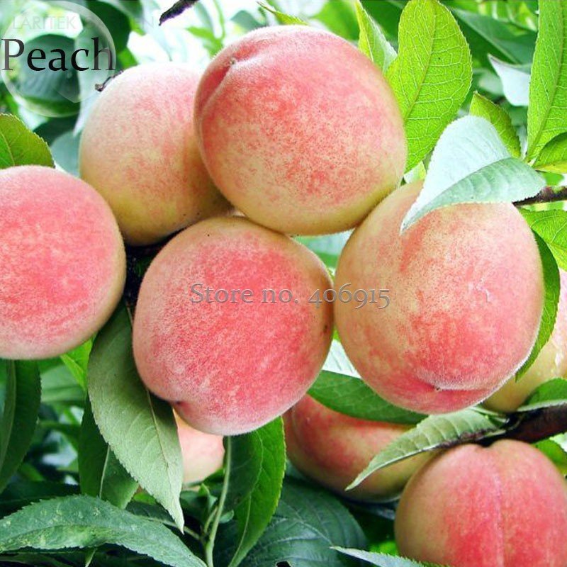 JMS Sweet Juicy Peach Tree, 2 Seeds, Garden Plant Organic Fruits E3857