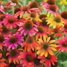 JMS Rare 'Cheyenne Spirit'  Mixed Echinacea Coneflower, 100 Seedas, Ornamental Perennial Flowers Lon