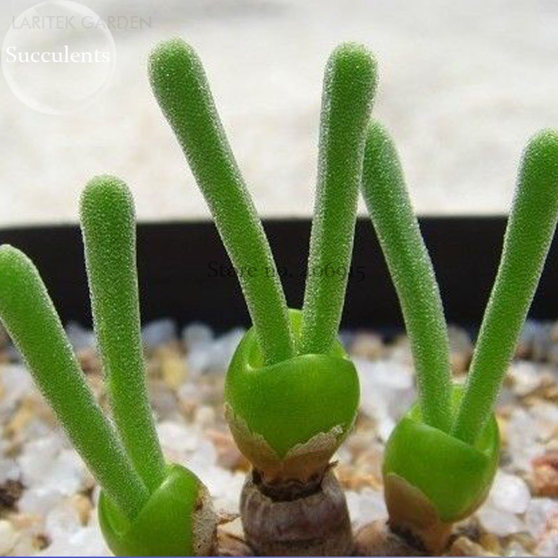 JMS Imported Monilaria Moniliforme Green Little Rabbit Succulent Plants, 10 Seeds, Lovely Bonsai Suc