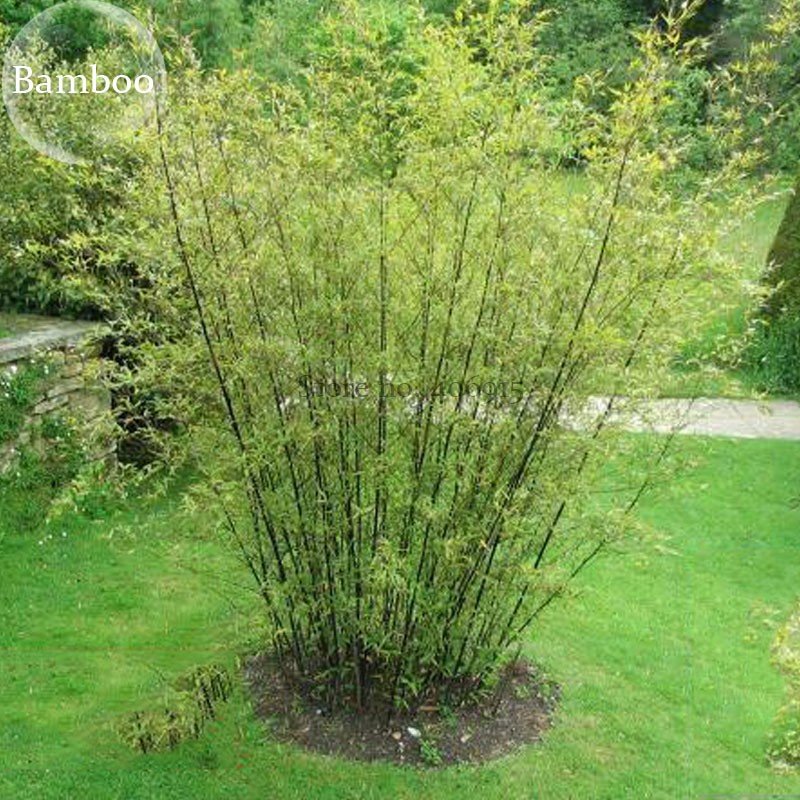 JMS Heirloom 'Xigun' Thin Bonsai Bamboo, 30 Seeds, Garden Bonsai Plants Light Up Your Yard E3844