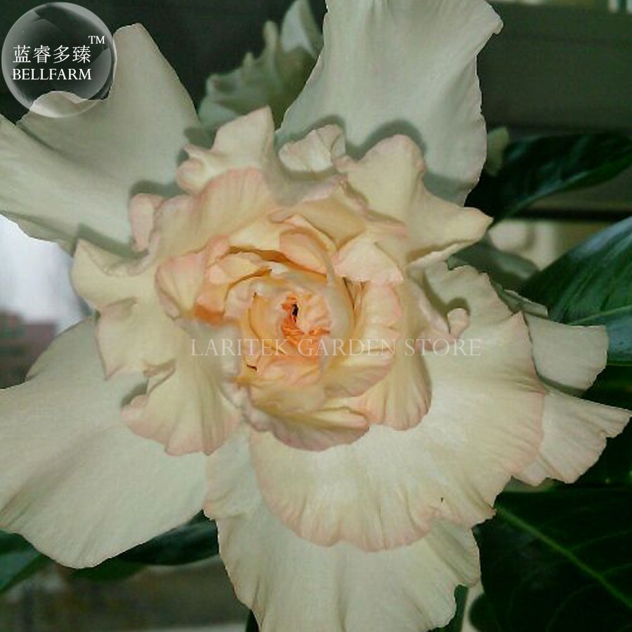 JMS  Rare Adenium Seeds, 2 Seeds, Light Orange 6-Layer Petals Desert Rose E4043