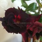 JMS Imported 'Black Swan' Adenium Desert Rose, Professional Pack, 2 Seeds, 2-Later Black Petals With