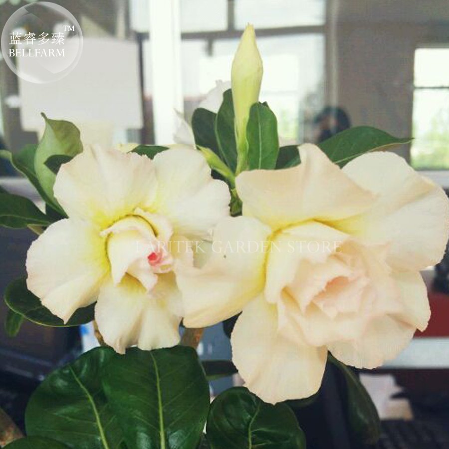 JMS Imported 'Saint Huang' Adenium Desert Rose, Professional Pack, 2 Seeds, 2-Layer Yellow Pink Peta