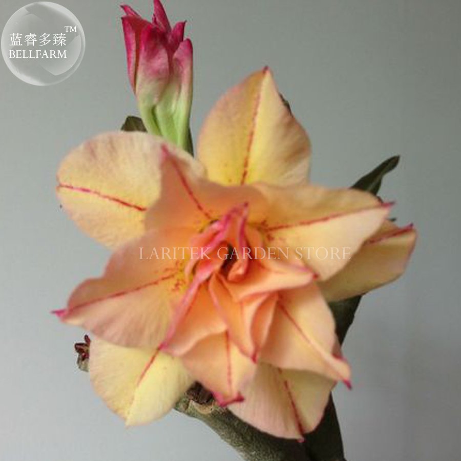 JMS Heirloom 'Cheng Wang' Adenium Desert Rose, Professional Pack, 2 Seeds, 3-Layer Golden Petals Wir