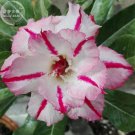 JMS Rare 'Dragon Beard' Adenium Desert Rose, Professional Pack, 2 Seeds, Pink White Petals With Red 