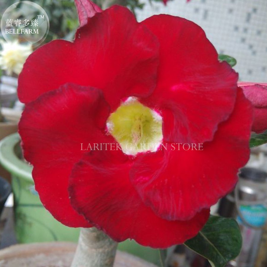 JMS Taiwan Deep Red Adenium Desert Rose, Professional Pack, 2 Seeds, Single Petals Big Blooms E4027