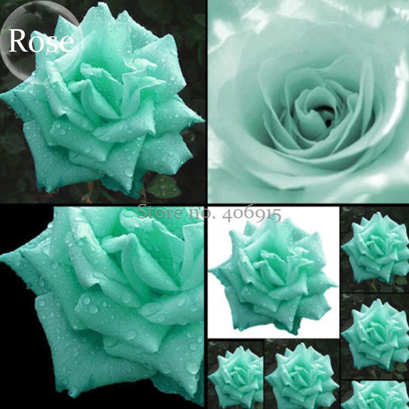 JMS Rare Bright Green Rose Flowers, 50 Seeds, Fragrant Attractive Butterfly Light Up Your Garden E36