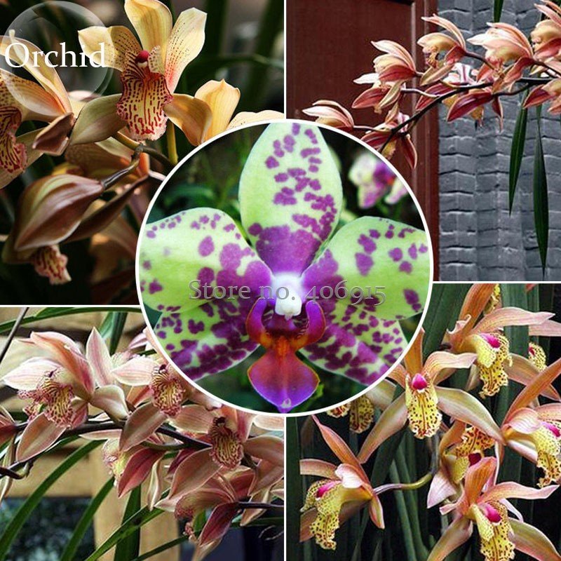 JMS Rare Purple Green Bonsai Orchid Flower Seeds, 100 Seeds, New Style Attractive Butterfly Light Up