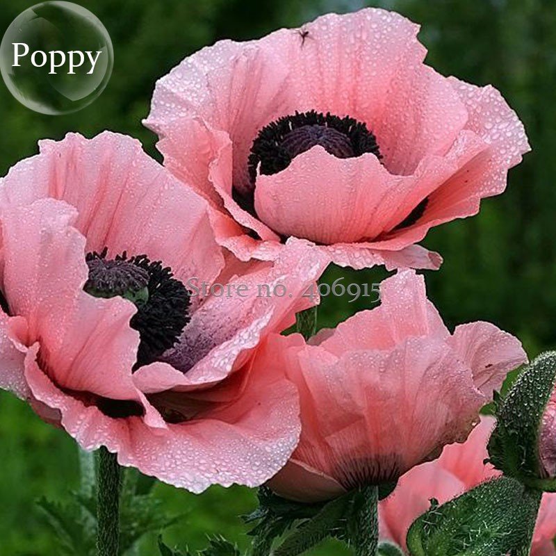 JMS Rare Beautiful Perennial Pink Poppy Flowers With Black Eyes, 100 Seeds, New Style Attractive But