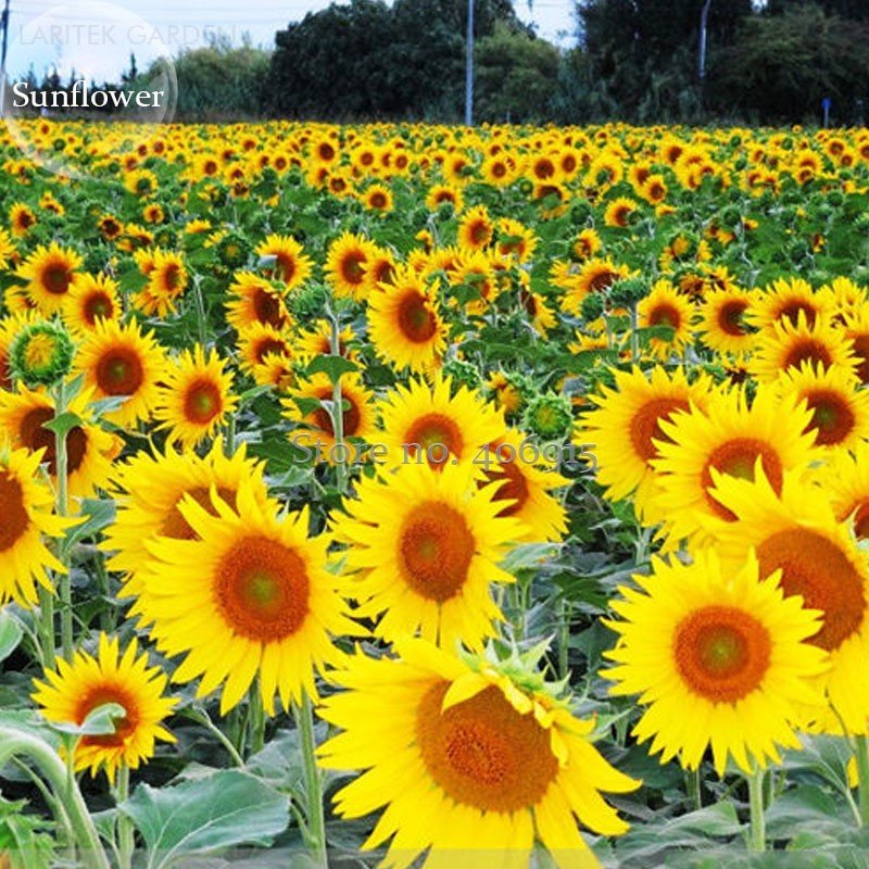 JMS Heirloom Garden 'Smiling Face' Sunflowers With Orange Eye, 15 Seeds, Ornamental Bonsai Garden Pl