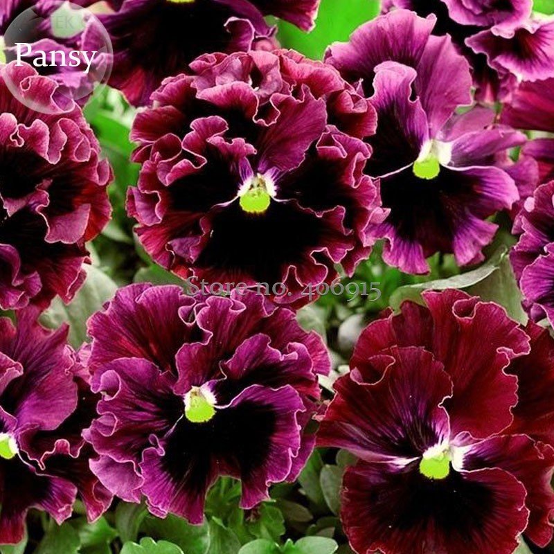 JMS Rare Wavy Purple Black Pansy Flowers, 20 Seeds, New Attractive Butterfly Handy Plants E3662