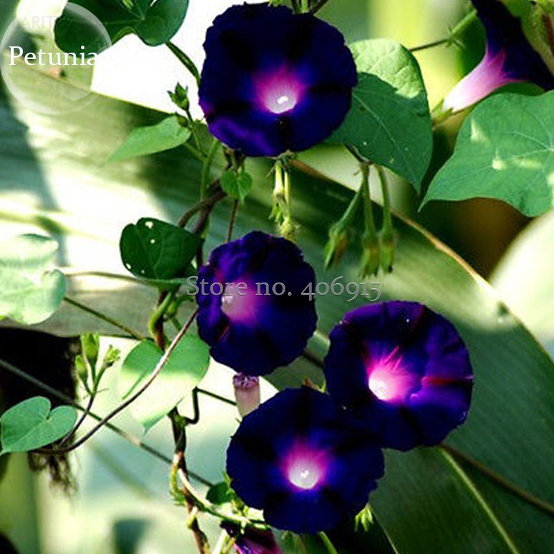 JMS Heirloom Dark Blue Morning Glory With Bright Eyes Climbing Flowers, 30 Seeds, Beautiful Ipomoea 