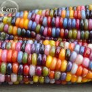 JMS Rare Heirloom Colorful Hybrid Corn, 20 Seeds, Healthy And Nutritious JMS Edible Not-Gmo Corn E36