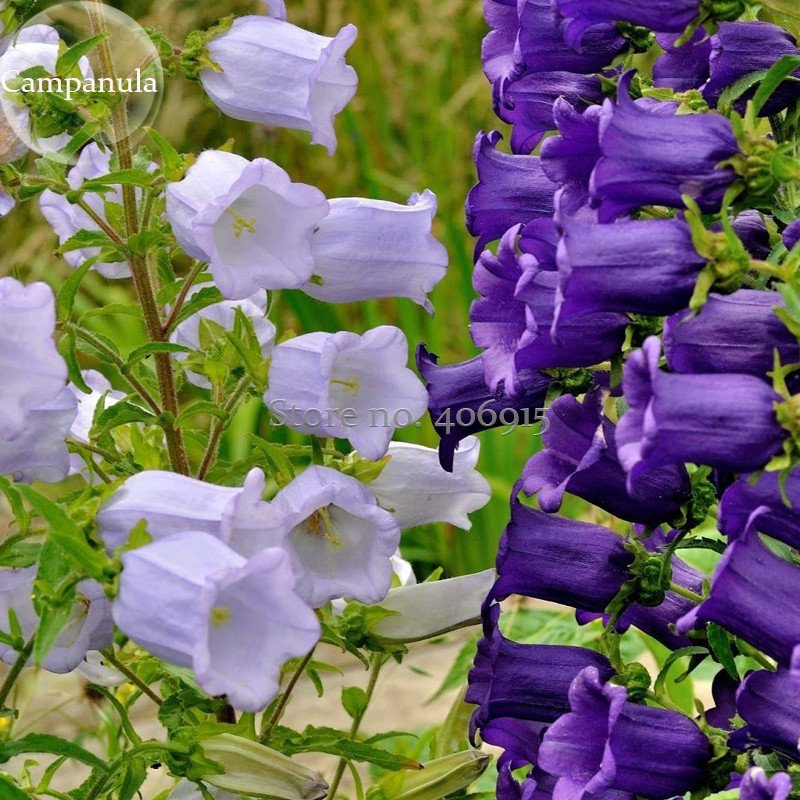 JMS Rare Light Dark Purple Campanula Bellflower Flowers, 50 Seeds, Canterbury Bell Bluebell Light Up