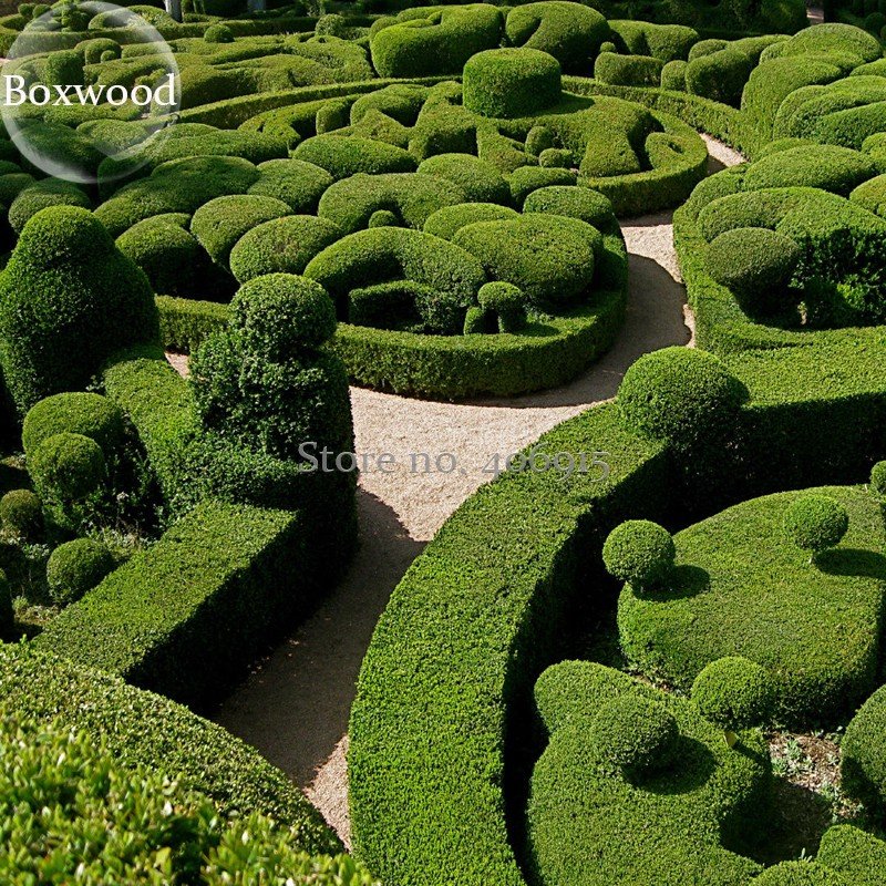 JMS Evergreen Ornamental Boxwood Shrub Green Tree, Beautiful Improve The Environment E3642