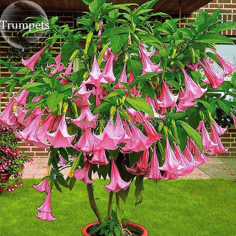 JMS Pink Purple Yellow Red White Datura Stramonium Jimson Weed Mixed, 20 Seeds, Devil'S Snare Thorna